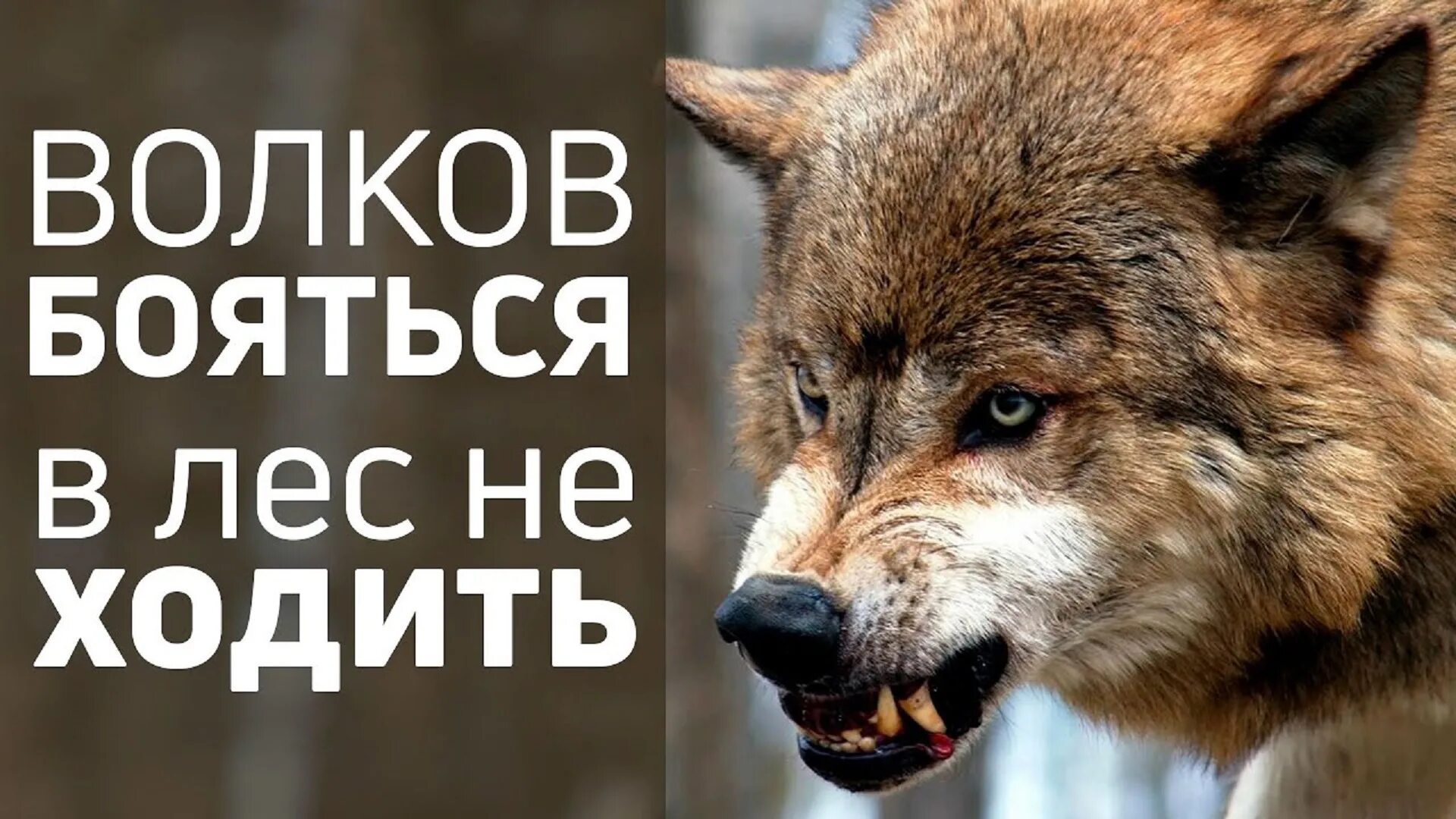 Волков бояться в лес не ходить. Волков бояться в лес не х. Волков бояться пословица. Выражение Волков бояться в лес не ходить. Волка бояться в лес не ходить ответ