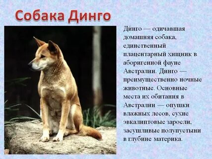 Собака динго произведение краткое содержание