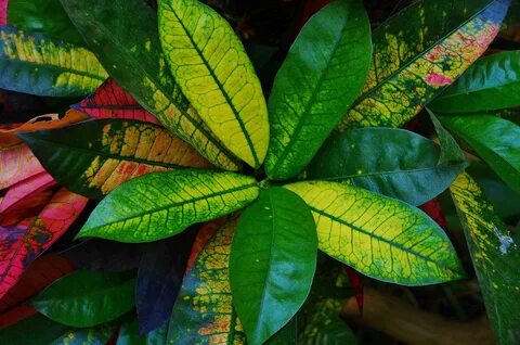 Plant color