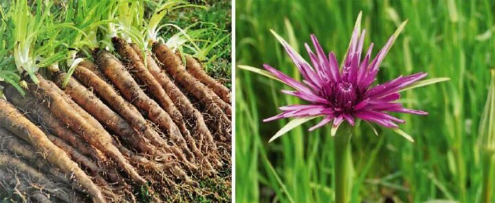 козлобородник овощ. овсяный корень.