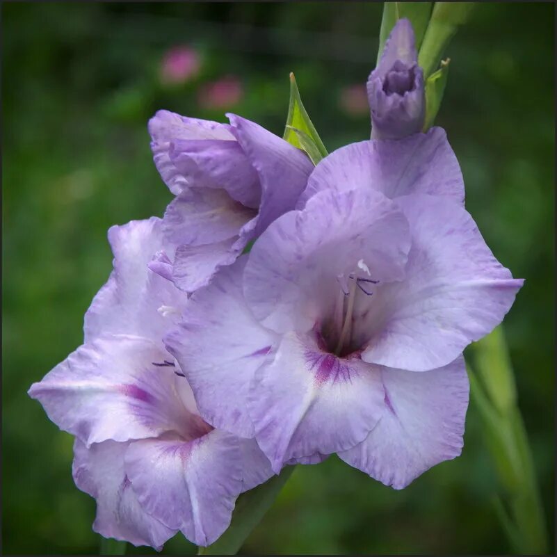 фиолетовые гладиолусы. гладиолус шоуберд. гладиолус момбаса. гладиолус момбаса. гладиолус орлеанс.