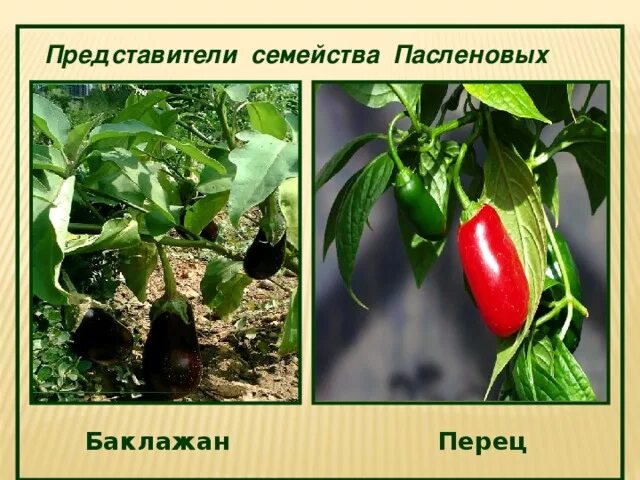 К какому семейству относится перец. Баклажан семейство пасленовых. семейство паслёновых представитель баклажан. овощные паслёновые баклажан и перец. перец семейство пасленовых.