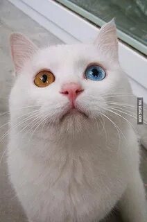 Белые коты приколы