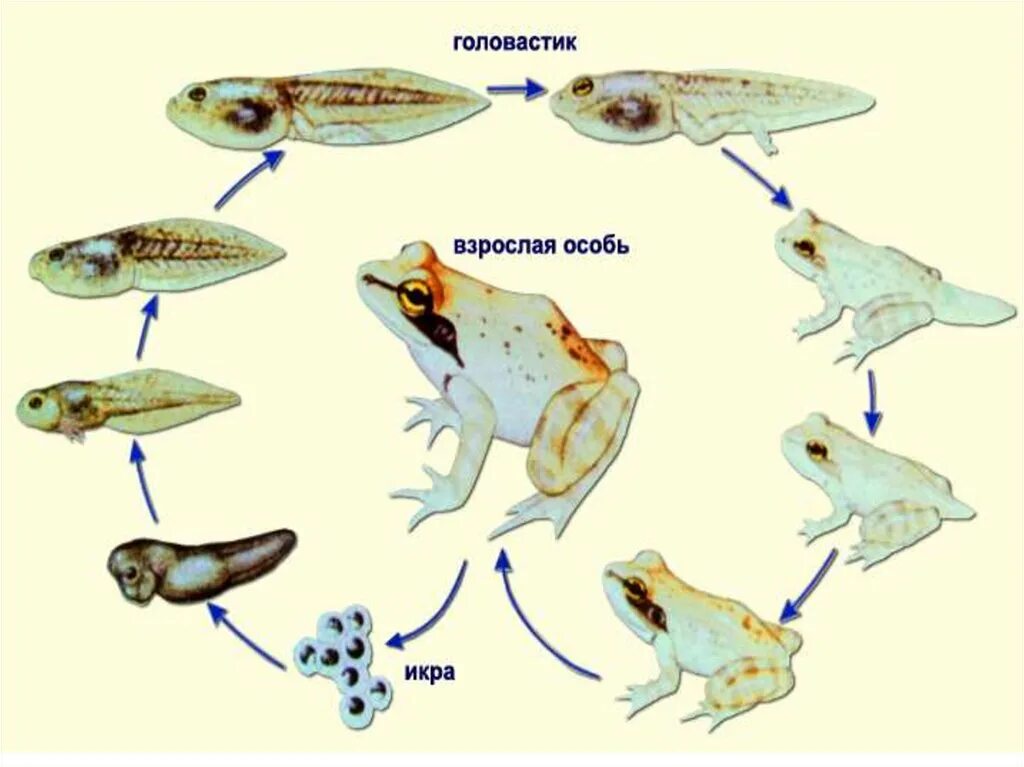 Строение цикл развития лягушки. Цикл развития лягушки схема. Жизненный цикл лягушки онтогенез. Цикл размножения лягушки.