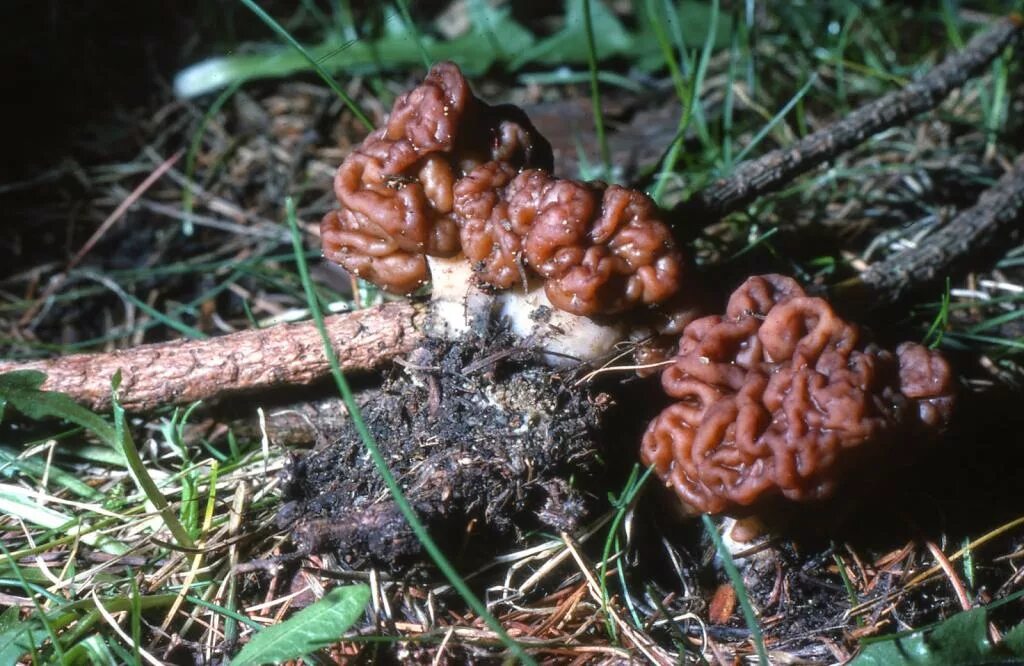 Какие грибы строчки. Строчок темный. Сморчки грибы коричневые. Строчок гигантский.