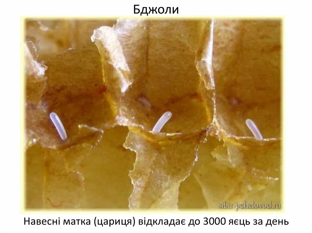 Матка пчелы откладывает яйца. Яйца матки пчел. Пчёлы аткладывают яицо.