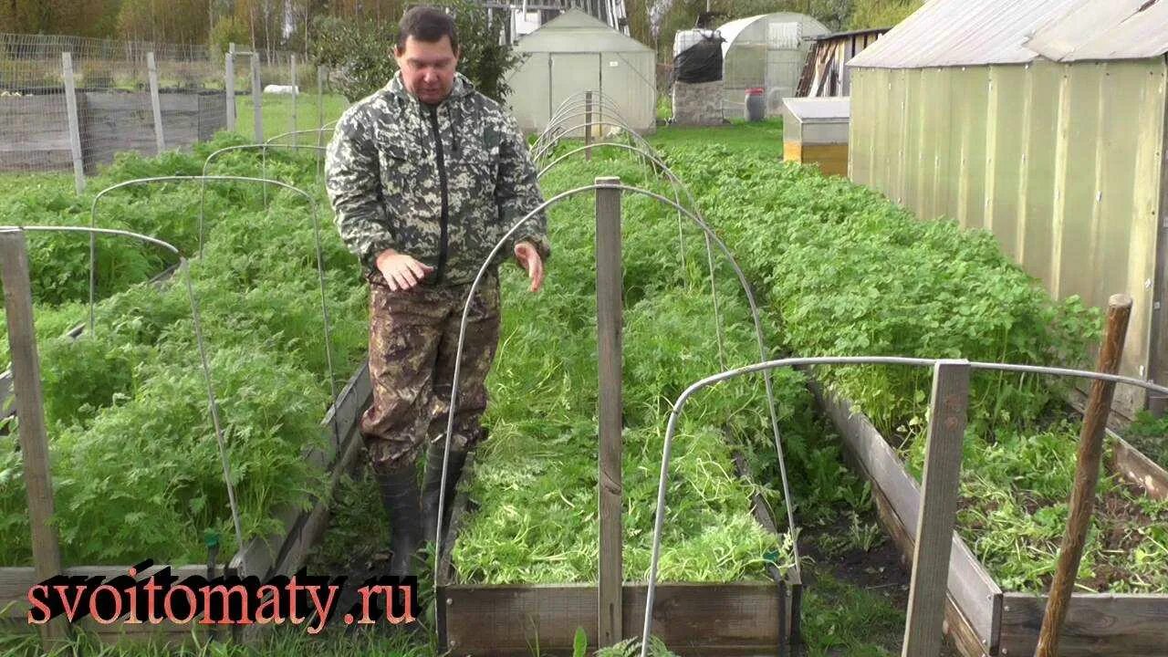 Посеяла горчицу в теплице. Сидераты в теплице. Посадки в теплице. Грядка помидор Пермакультура. Перекопка теплицы.