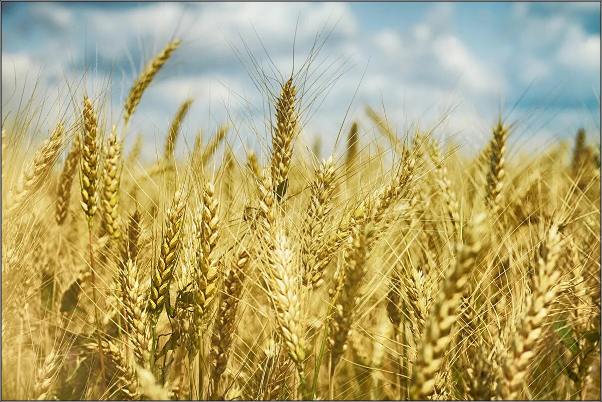 битва за урожай