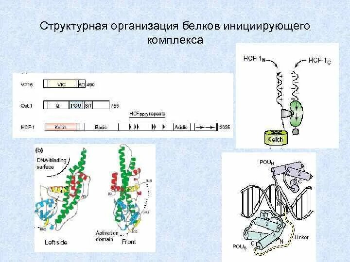 Структурная организация белков. Структурная организация белковой молекулы. Уровни структурной организации белков. Уровни организации белка. В организации белковых