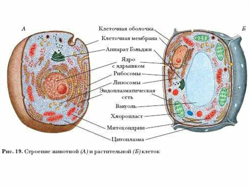 Хлоропласты ядро митохондрии лизосомы. Подробное строение эукариотической клетки. Строение эукариотической клетки рисунок. Строение эукариотической клетки подробно. Нарисовать строение эукариотической клетки.