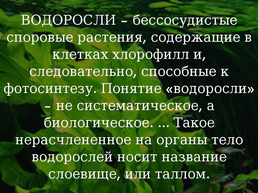 Термины водорослей. Тело водорослей разделено на органы. Понятие водоросли. Водоросли способны к фотосинтезу. Бессосудистые растения.