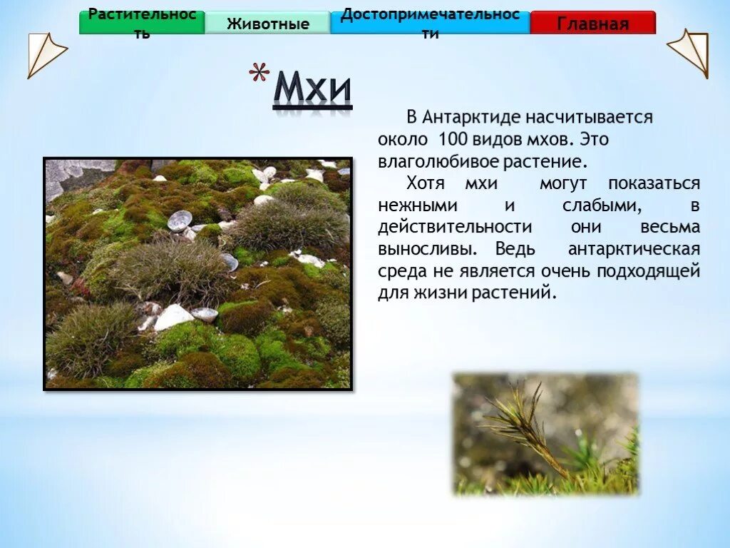 Виды растений в антарктиде. Виды растений в антарктиде. Колобантус кито и антарктический луговик. Растительный мир антарктиды презентация. Виды растений в антарктиде.