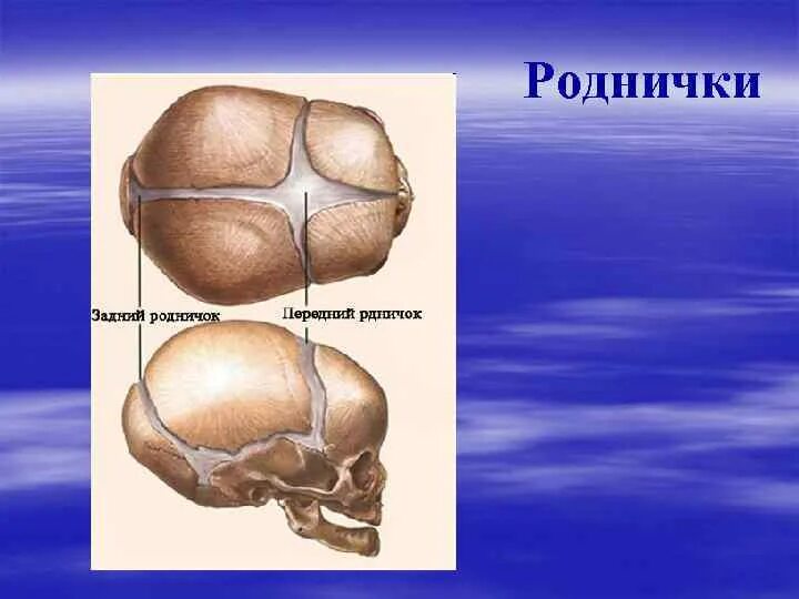 Про родничок. Передний Родничок черепа новорожденного. Роднички передний и боковые задний. Передний и задний Родничок. Передний Родничок анатомия.