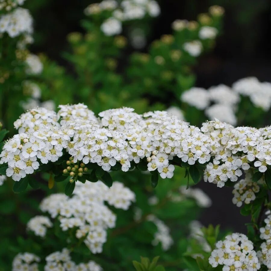 Спирея высокие сорта. Спирея ниппонская spiraea nipponica snowmound. спирея джун брайд. спирея ниппонская &#039;snowmound&#039; (&quot;сноумаунд&quot;). спирея ниппонская джун брайд.