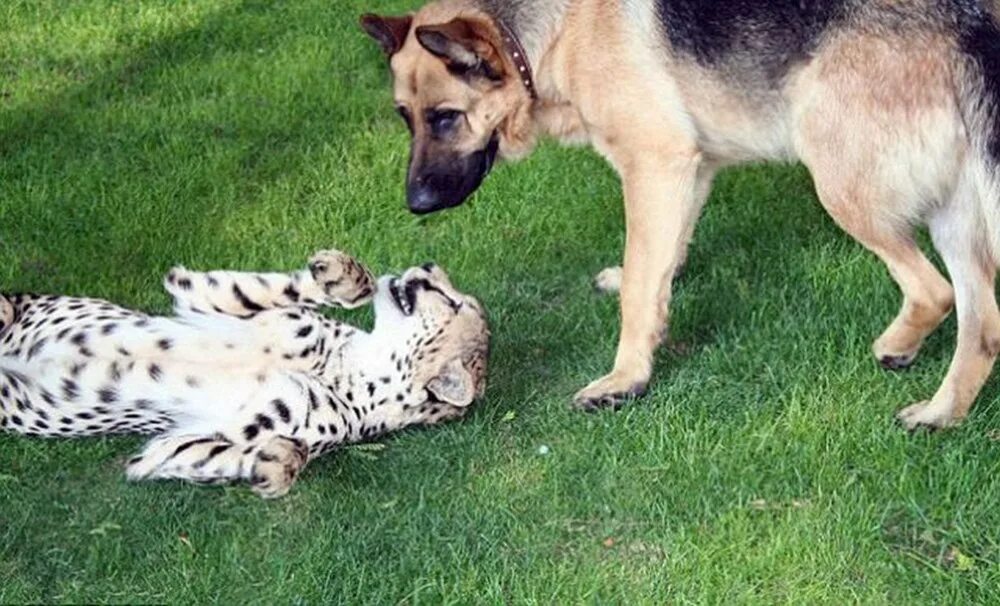 Pet cheetah. Домашние гепарды. Гепард и овчарка. Гепард домашнее животное. Гепард домашний питомец.