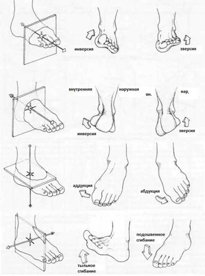 Инверсия движения. Движения стопы эверсия инверсия. Инверсия движения. Пронация и супинация предплечья. Пронация и эверсия стопы.