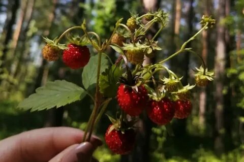 Собирать землянику в лесу