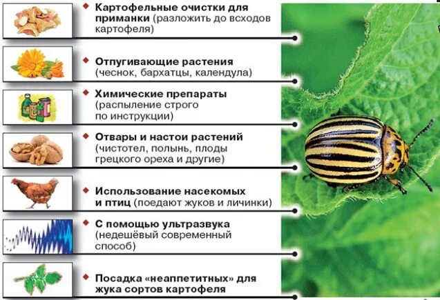 Как размножается колорадский жук. Жизненный цикл колорадского жука схема. колорадский жук схема развития. колорадский жук полное или неполное превращение. цикл развития колорадского жука.