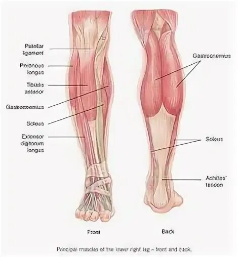 Lower leg