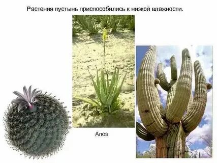 Какая отличительная черта у растений пустыни