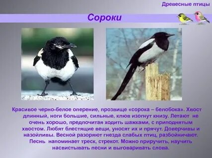 В размере сорока или сорок тысяч