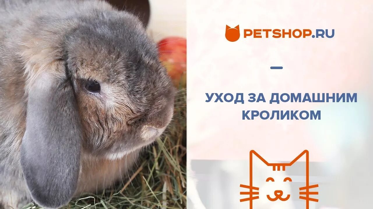 Плюсы и минусы домашнего кролика. Минусы заводить кролика. Минусы декоративного кролика в квартире. Плюсы и минусы домашнего кролика. Плюсы и минусы домашнего кролика.