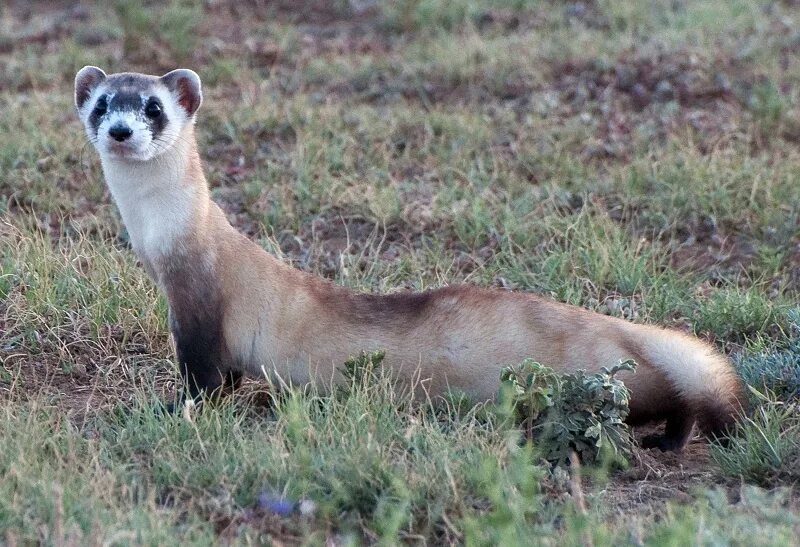 Амурский степной хорь. Виргинский хорь 5 букв. Степной хорь (mustela eversmanni). Хорек дикий. Светлый хорь – mustela eversmanni.