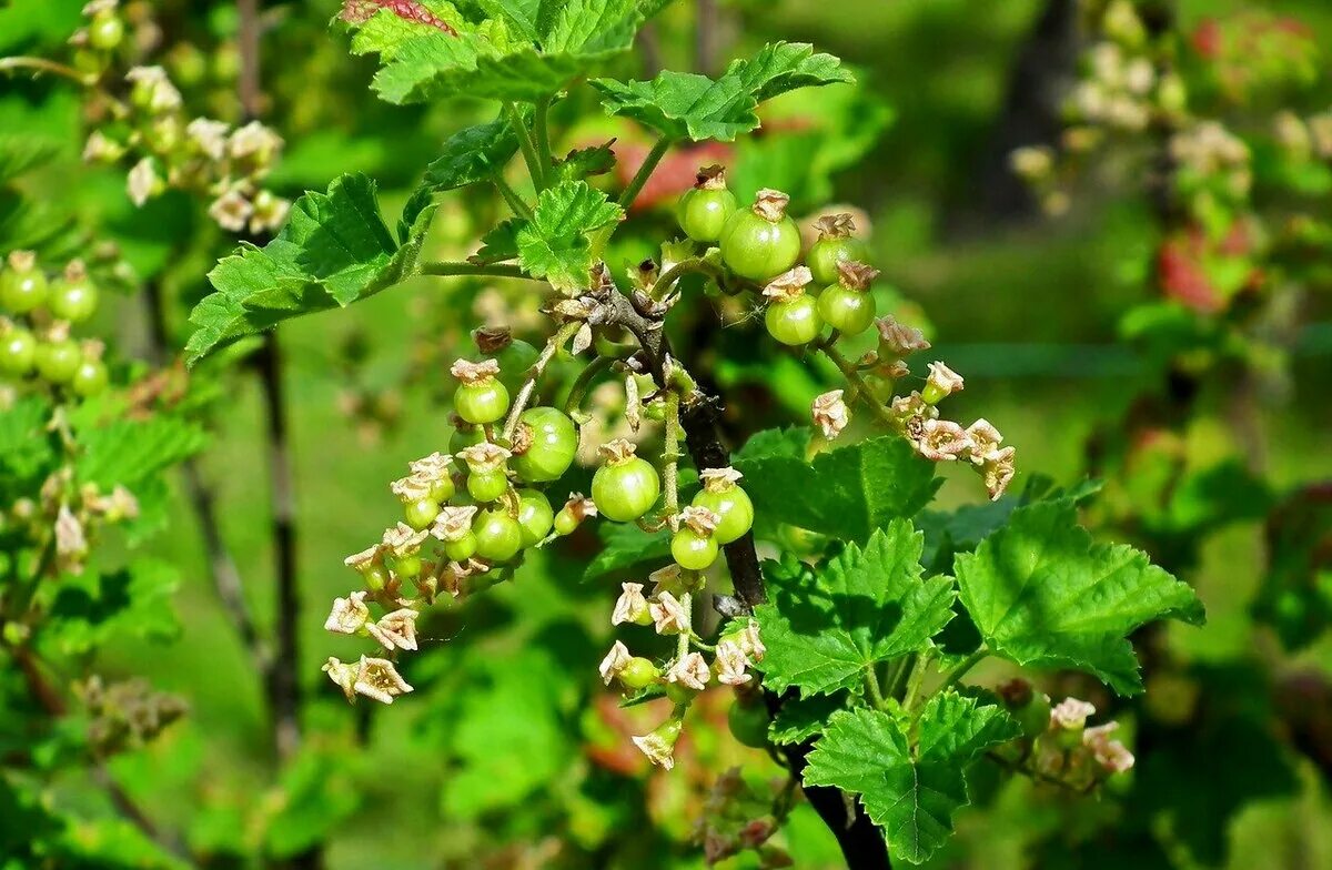 Ribes niveum куст. Смородино-крыжовниковый гибрид йошта. Белая смородина цветение. Черная смородина цветение.