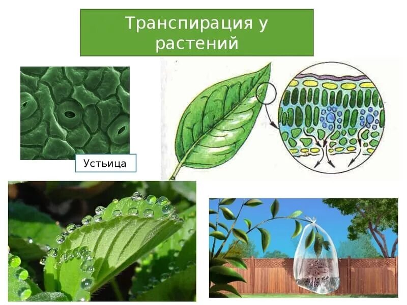 Устьица транспирация. Транспирация листьев устьица. Устьица листа транспирация. Транспирация у растений через устьица. Испарение воды растениями транспирация.