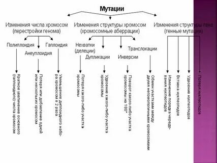 Типы хромосомных мутаций таблица Хромосомные мутации таблица 56 фото