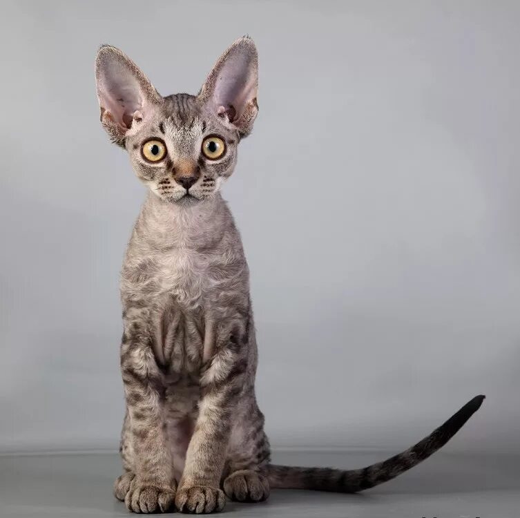Кот породы девон рекс. Дэвон рэкс. Девон рекс кошка. Девон рекс кошка. Девон рекс.