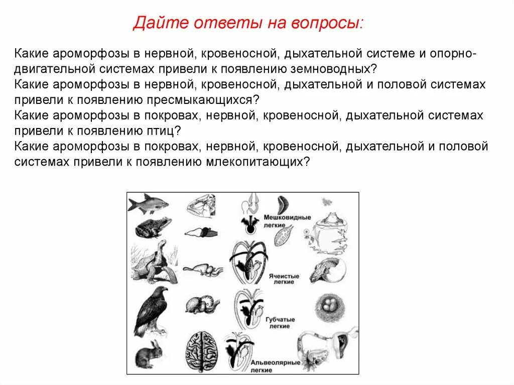 Ароморфозы класса пресмыкающихся. Ароморфозы дыхательной системы млекопитающих. Ароморфозы дыхательной системы позвоночных. Ароморфоз нервной системы у животных. Ароморфозы дыхательной системы амфибий.