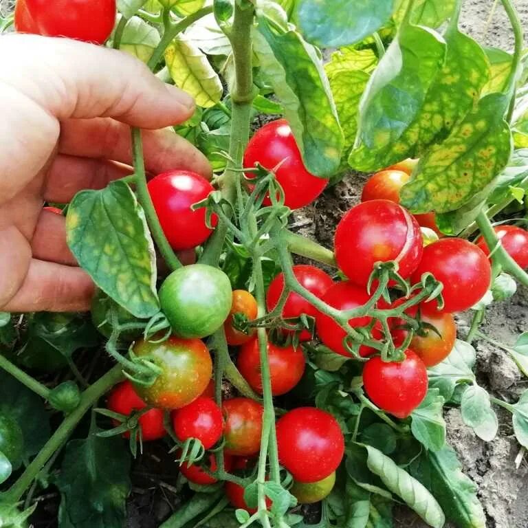Лучшие сорта низкорослых помидор. Томат карликовый минибел. помидоры черри низкорослые. томаты черри низкорослые сорта. томат ред алерт семена.