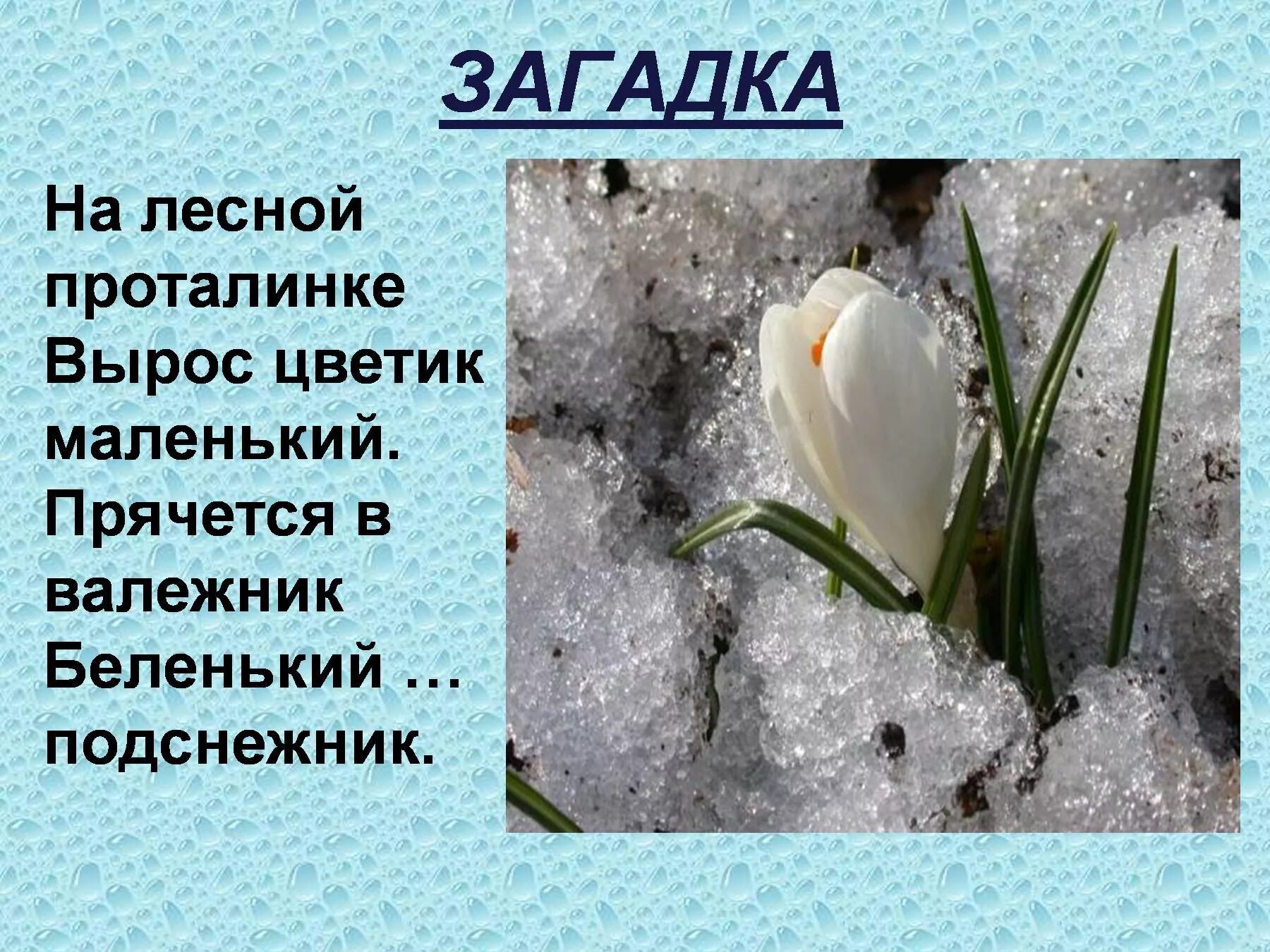 Загадка про Подснежник. Загадки про весну. Весенние загадки. Загадка про подснежник для детей