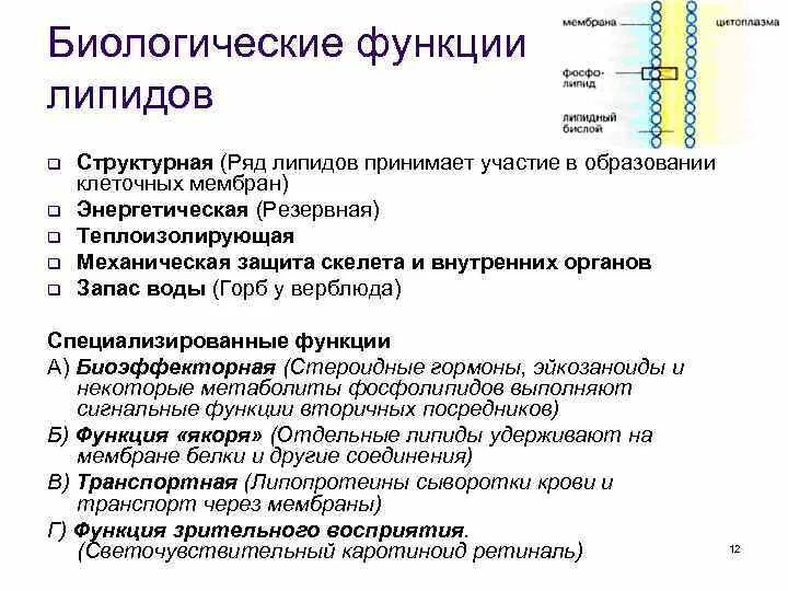 Основные липиды тканей человека. Биологические функции липидов. Липиды. Биологические функции липидов.. Основные биологические функции липидов. Функции липидовлипидов.