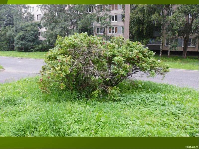 Заросший кустарником поднимаются стаи