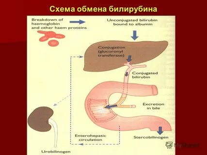 Пигментный обмен в печени