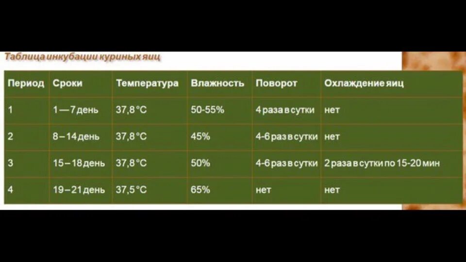 Температура в инкубаторе для вывода цыплят. Режим инкубации куриных яиц. Режим инкубации куриных яиц в инкубаторе. Таблица инкубации куриных яиц. Таблица инкубирования куриных яиц.