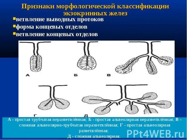 Классификация экзокринных желез гистология. Экзокринная железа разветвленная:. Экзокринные железы по форме концевых отделов. Сложные экзокринные железы. Экзокринные железы выводные протоки