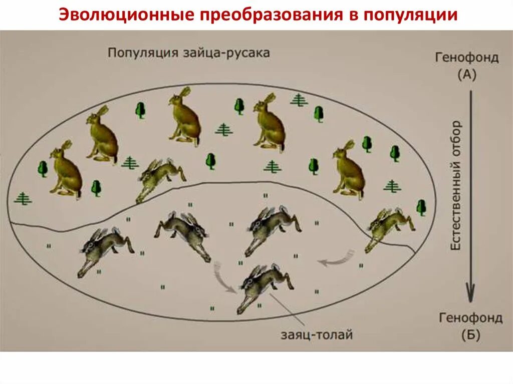 Процессы видообразования микроэволюция. Эволюционные преобразования у птиц. Микроэволюция. Синтетическая теория эволюции микроэволюция. Популяция зайца.