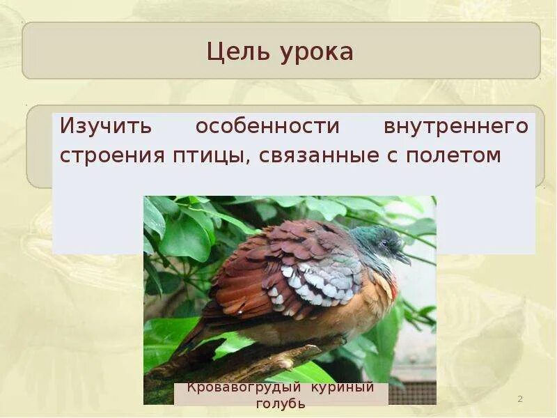 Какие изменения связаны с полетом у птиц. Особенности строения птиц. внутреннее строение птиц. строение птицы биология. презентация птицы 8 класс биология.