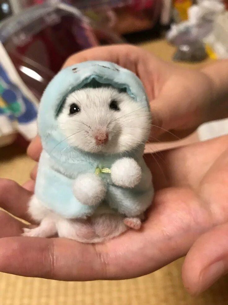 Милые зверьки. Лемур лори. Красивый хомяк. Маленький зайчик. Маленькие зайчата.