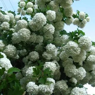 Калина цветов