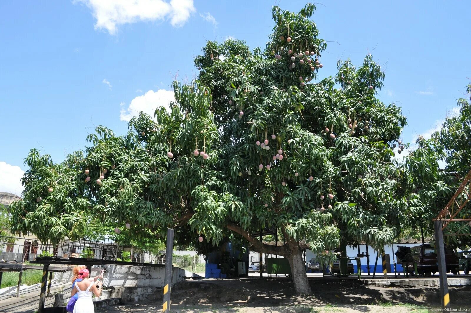 Куба растет манго. Манго на кубе. Экзотические фрукты на кубе. Фрукты на кубе в июле. Экзотические фрукты кубы.