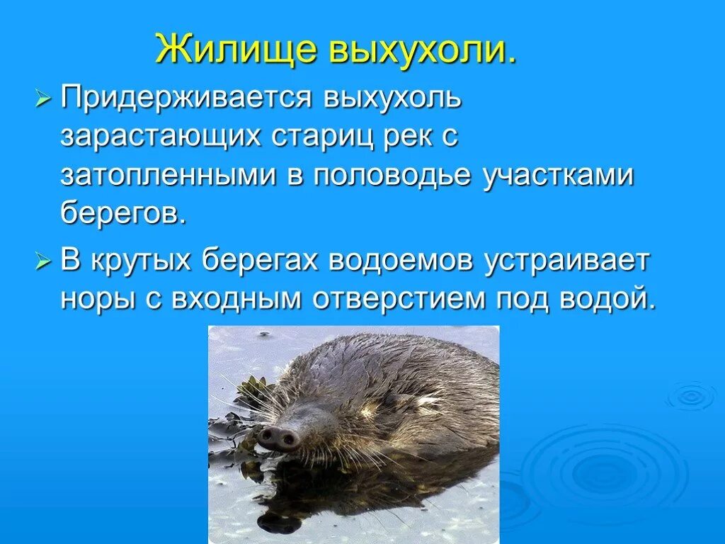 Выхухоль сообщение 2 класс. Скелет выхухоли. жилище выхухоли. выхухоль презентация. русская выхухоль презентация.
