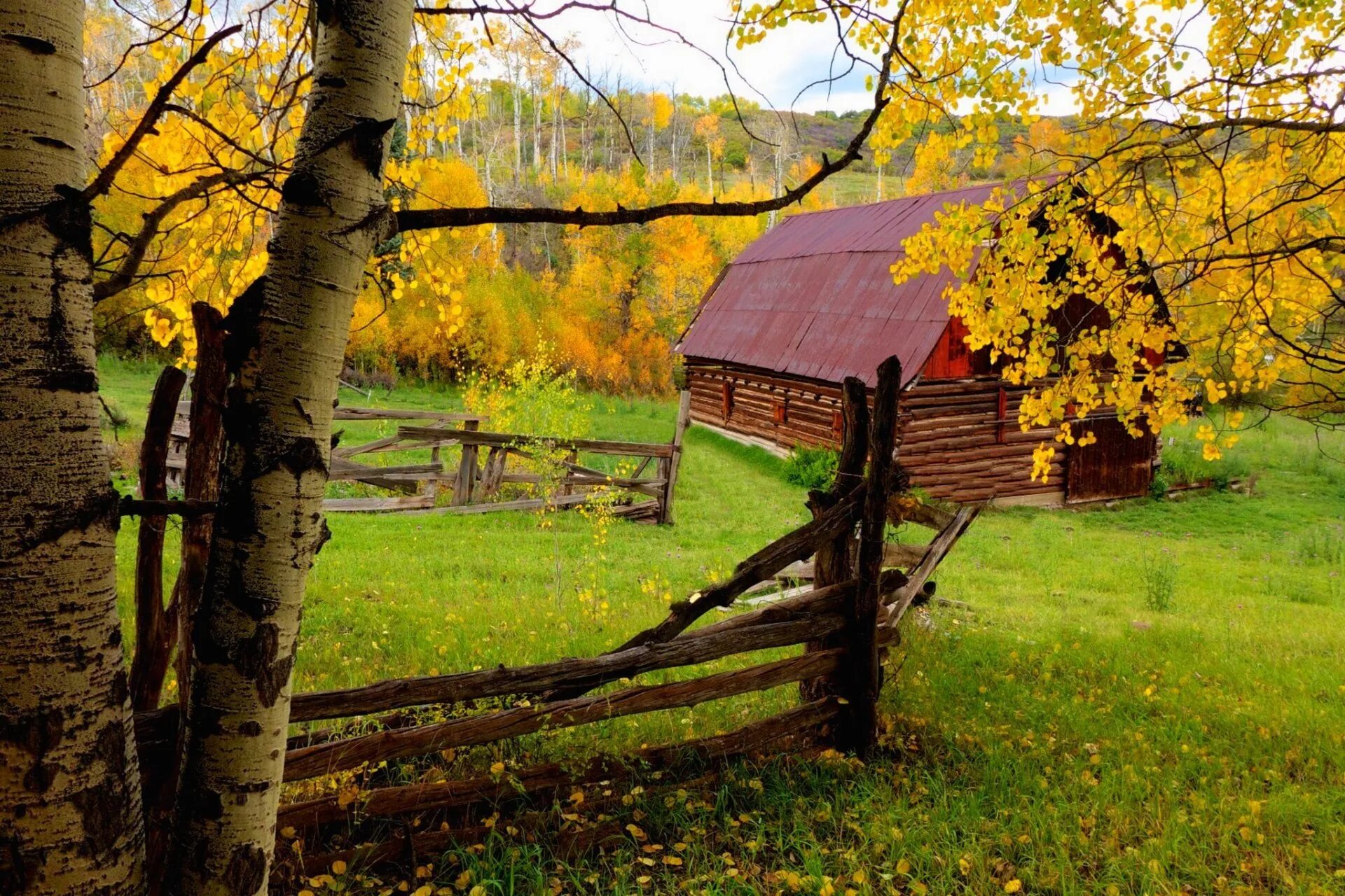 Пушгоры береза. Пушгоры осень. Пушгоры природа. Красочное село