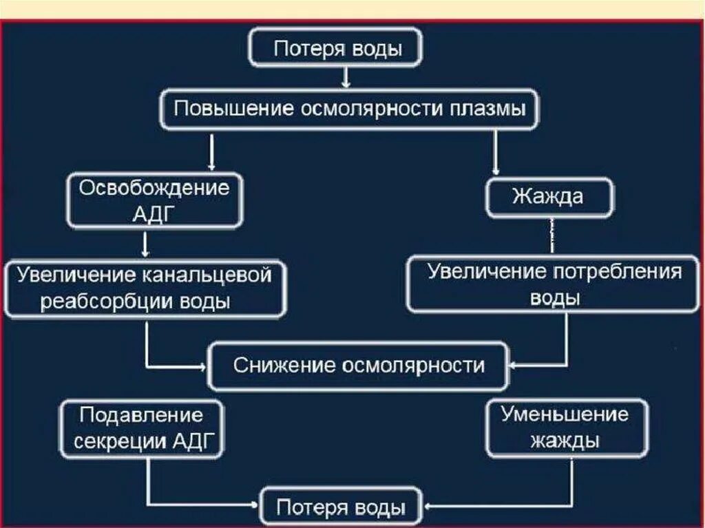 Функции жажды. Механизм развития жажды. механизм возникновения жажды. механизмы регуляции питьевого поведения. физиологические механизмы жажды.
