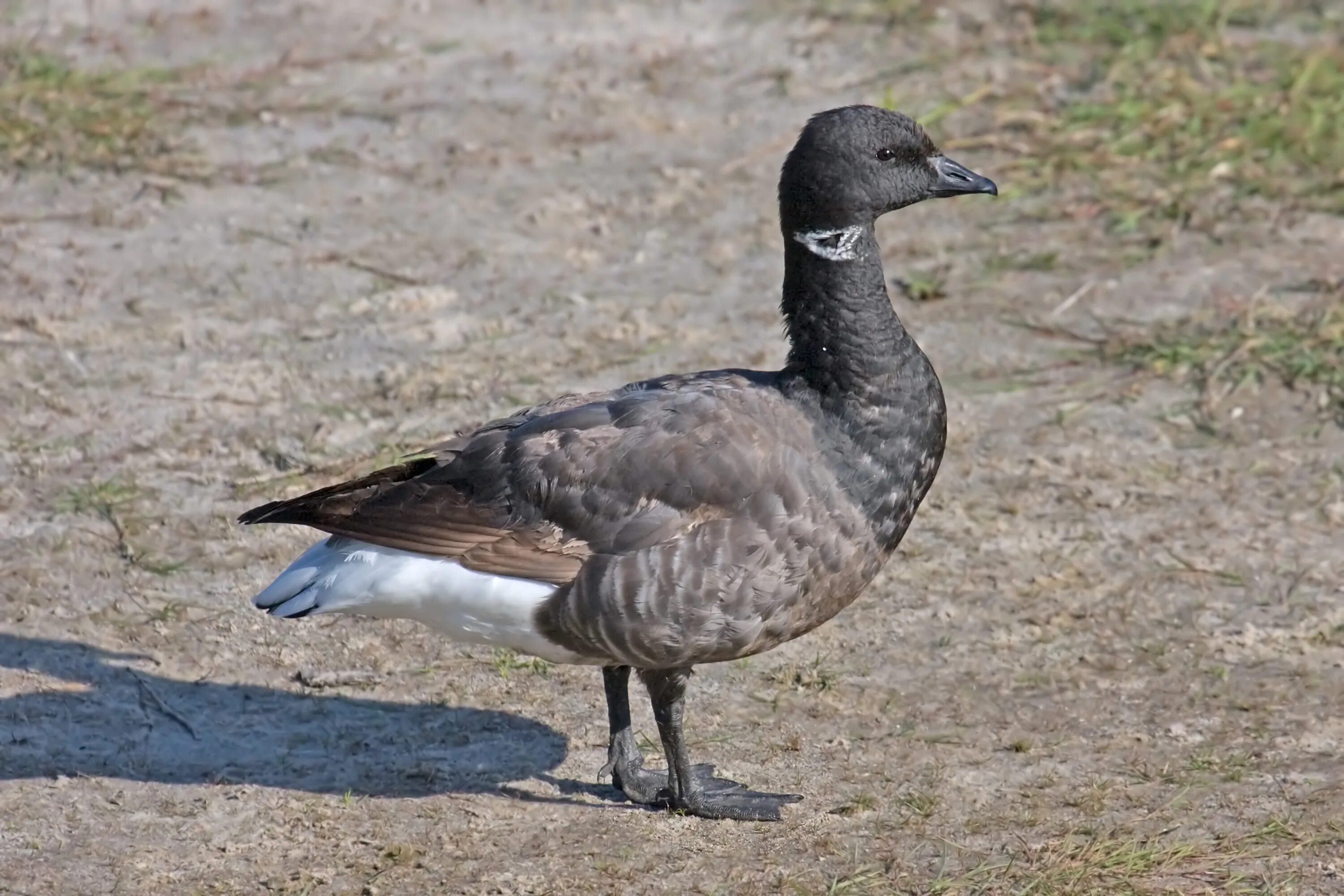 Гусь хантер. Чёрная казарка / Branta bernicla. Гусь черная казарка. Дикий Гусь черная казарка. Пискулька Anser erythropus (Linnaeus, 1758).