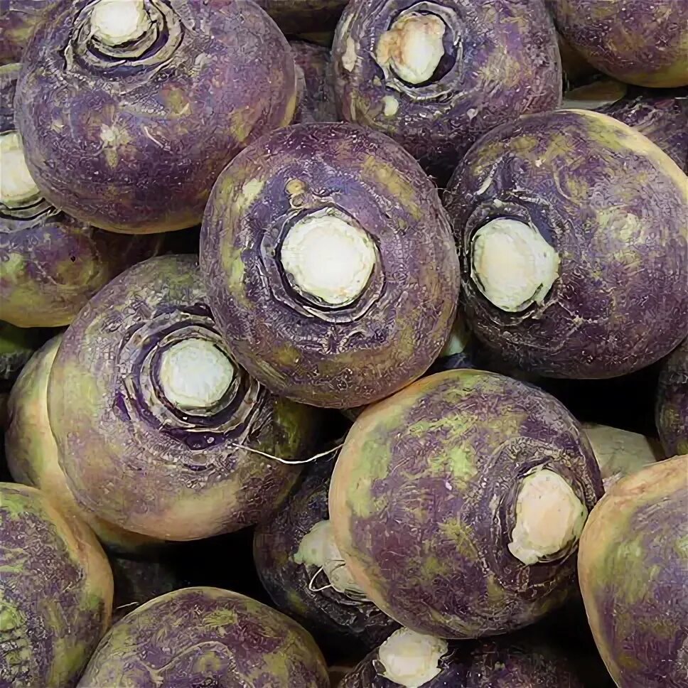 Желтая редиска. Корнеплод 6 букв сканворд. Редис вегетационный период. Гибрид турнепса кормовой. Корнеплод 6 букв сканворд.