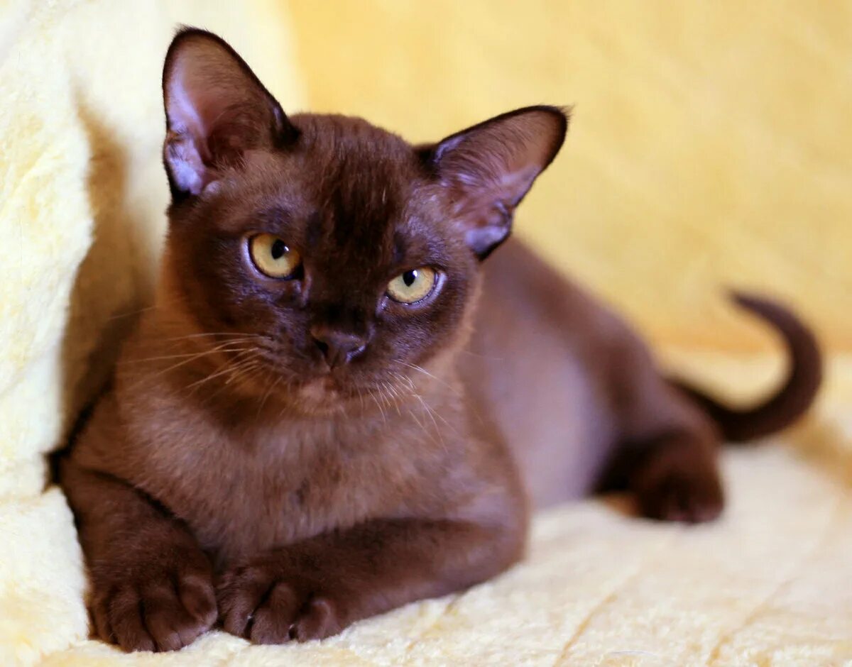 Европейская Бурма кошка. Бурманская порода кошек. Бурманская короткошерстная кошка. Бурманская кошка американская. Бурма фото цена